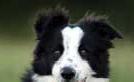 Border Collie Stud Service